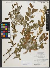 Foto von Salix triandra subsp. amygdalina (L.) Schübl. & G. Martens